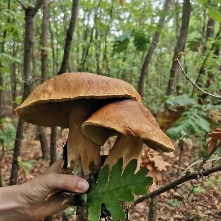 Pansion Savinac Appartement