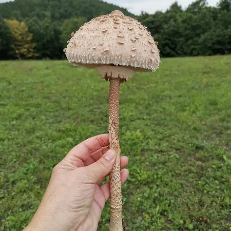 Appartement Pansion Savinac Takovo